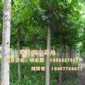 千年桐