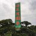 罗汉松