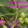 核桃