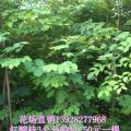 红酸枝