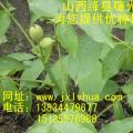 核桃