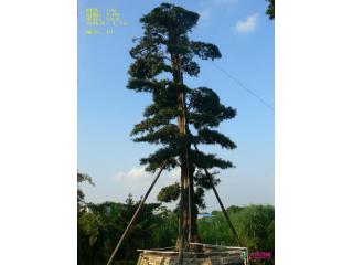 罗汉松