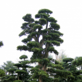 日本罗汉松