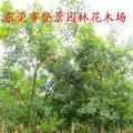 黄花风铃木