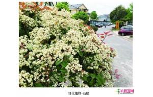 石楠惹争议 绿化专家：石楠是优秀园林绿化植物品种