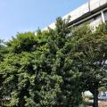 罗汉松