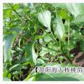 核桃