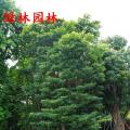 山杜英