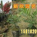 红花银桦苗 黄金香柳苗 