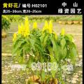 黄虾花