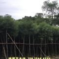 香樟