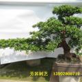 台湾罗汉松