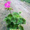天竺葵