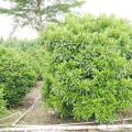 非洲茉莉