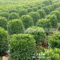 非洲茉莉/灰莉
