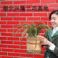 蕙兰