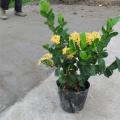 进口黄花龙船花