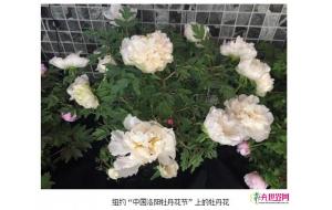 向世界展示洛阳牡丹之美 中国洛阳牡丹花节”亮相纽约