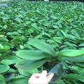 蝴蝶兰