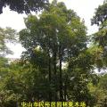秋枫头