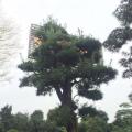 罗汉松
