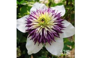 植物认知 | “藤本花卉皇后”铁线莲​