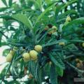大花第伦桃