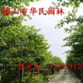 大腹木棉