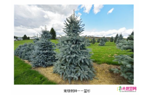 蓝杉为城市添新色 销量需求明显增多 蓝杉为城市添新色 销量需求明显增多