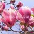 红玉兰