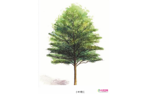 小叶榄仁：树形优美的海岸树种