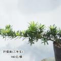 金钻罗汉松小苗