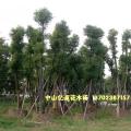 多头香樟树