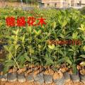 四季桂 
