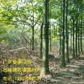 发财树