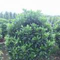 非洲茉莉