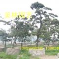 黑松
