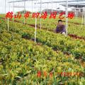 龙船花