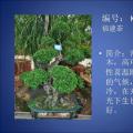 福建茶