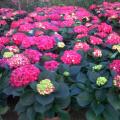 绣球花（八仙花）
