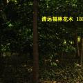 幌伞枫 广伞枫