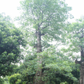 木棉
