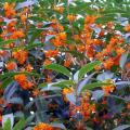 供红桂花-四季红桂
