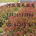 红叶石楠