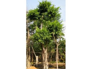 全部分类 盆栽花卉 绿化苗木 造型树/盆景 家庭园艺 机械工具 园林