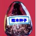 桤木种子