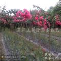红花紫薇