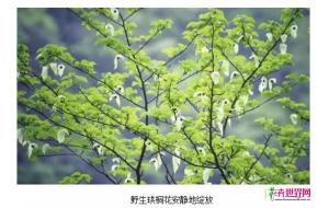 湖南壶瓶山：“植物大熊猫”野生珙桐花绽放