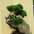 龙柏
