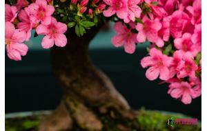 中国花展：杜鹃花展首展湖南 近10万盆精品杜鹃竞妍湘潭